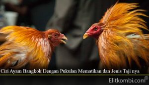 Ciri Ayam Bangkok Dengan Pukulan Mematikan dan Jenis Taji nya