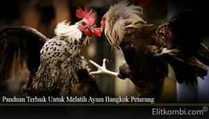 Panduan Terbaik Untuk Melatih Ayam Bangkok Petarung